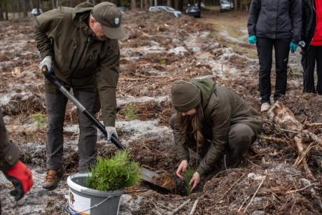 Miliony nowych drzew w lubelskich lasach. Rusza wiosenna kampania odnowieniowa, w którą włącza się też społeczeństwo.